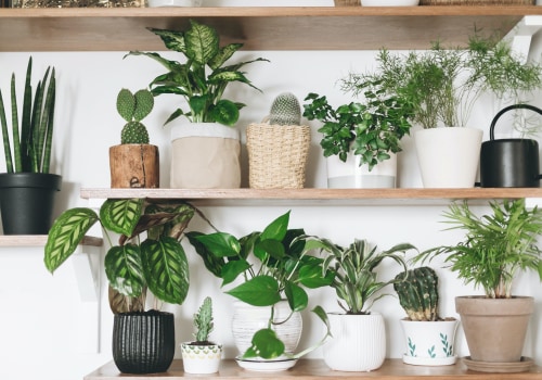 When Is the Best Season to Start Growing Air Purifying Plants?